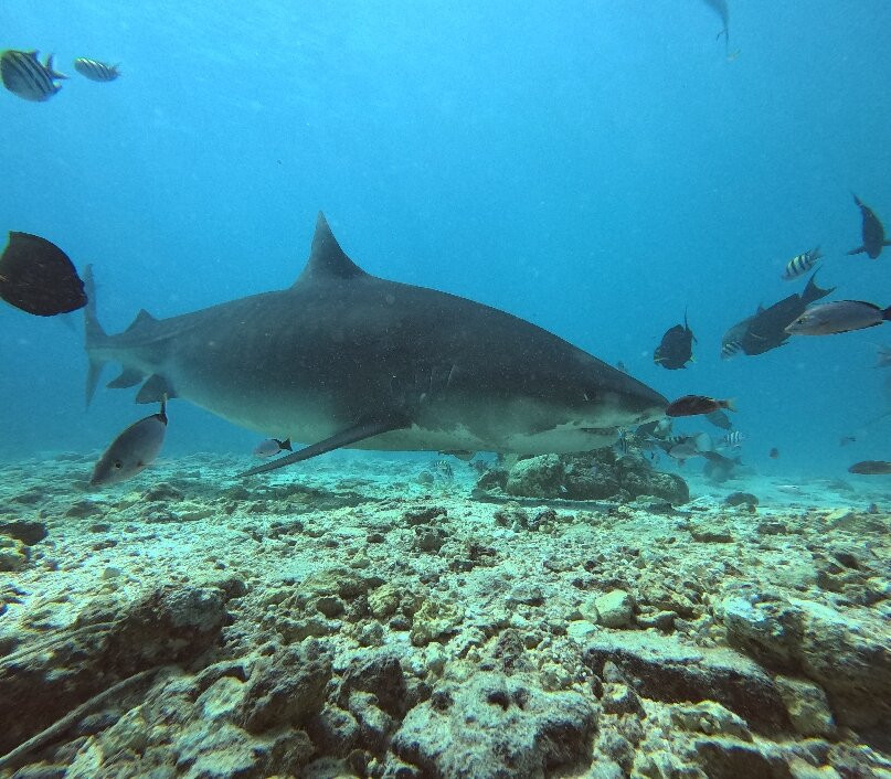 Scuba Butler Fuvahmulah-Fuvahmulah必去景点