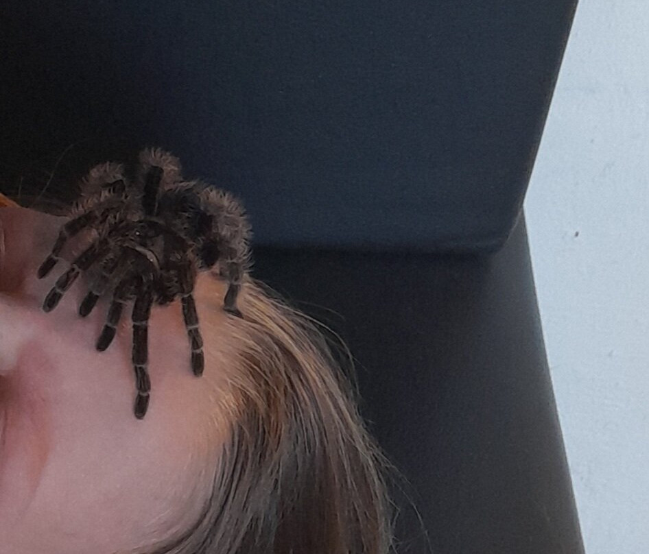 Dyrenes Verden Filskov Mini Zoo i Billund-格林斯泰兹必去景点