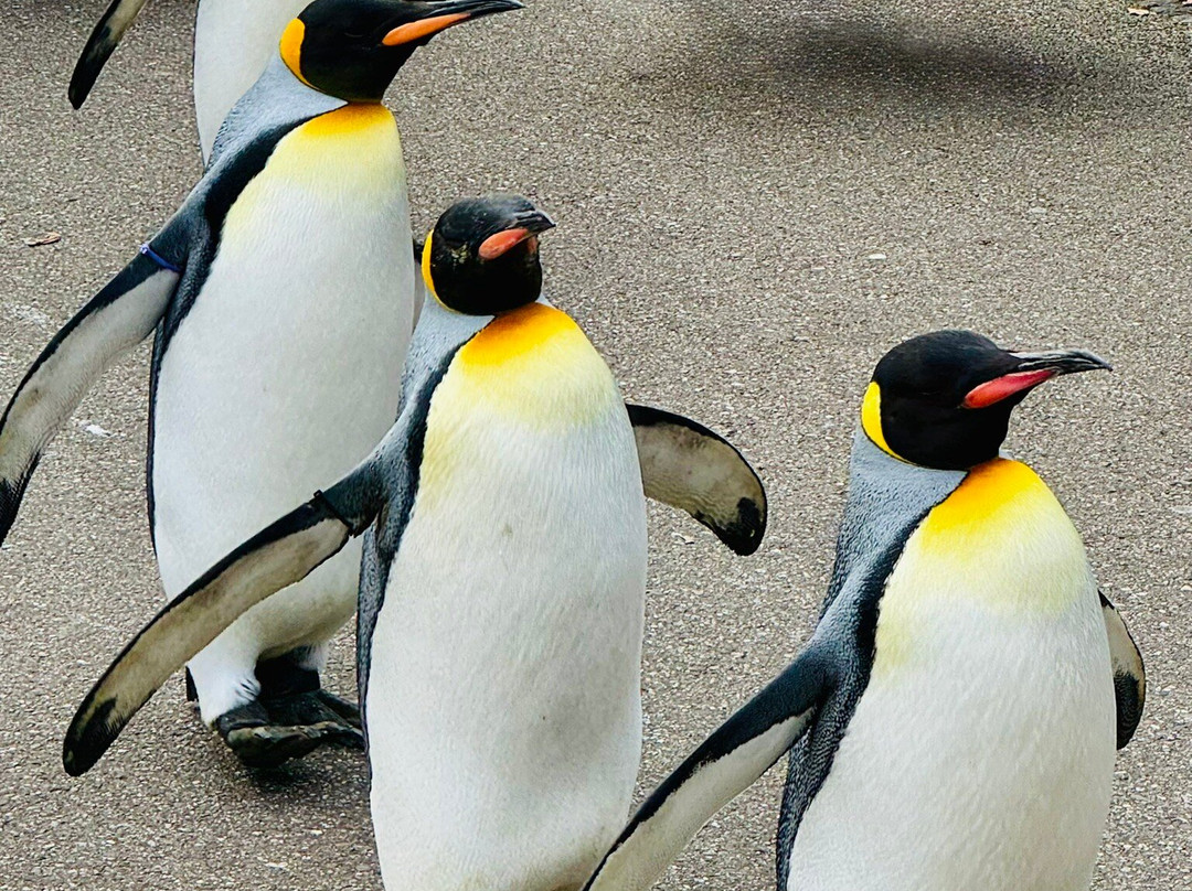 Zoo Basel-巴塞尔必去景点