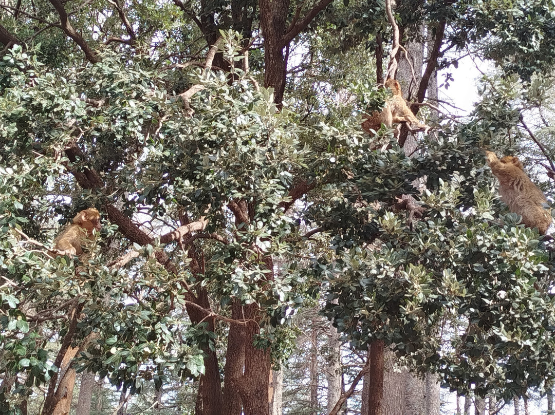 Azrou Cedar Forest-Azrou必去景点