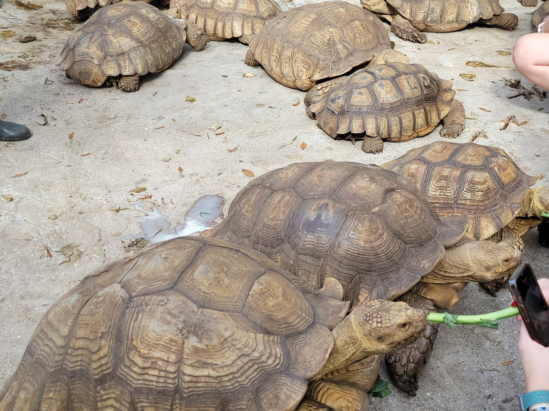 Croc Encounters-坦帕必去景点