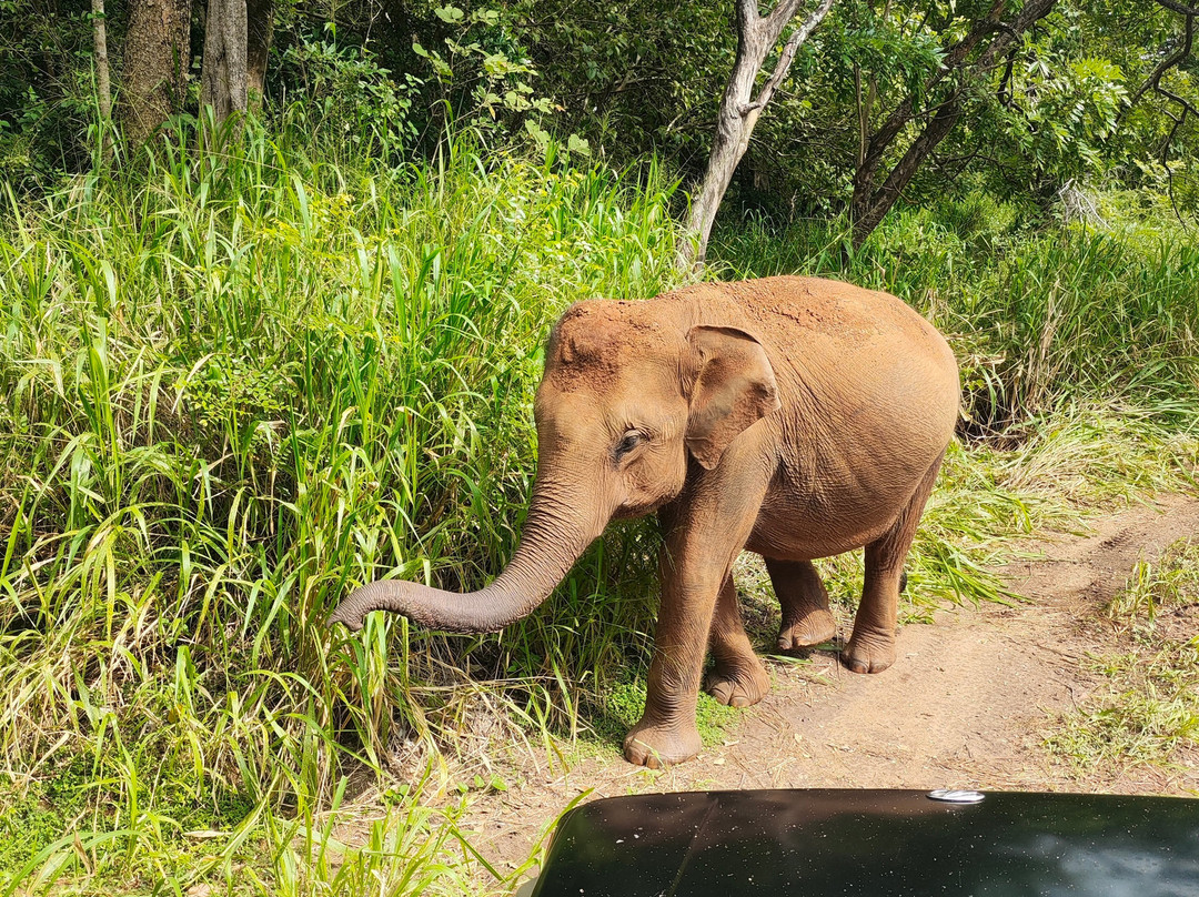 Wild Elephant Safari & Adventures-哈巴拉娜必去景点