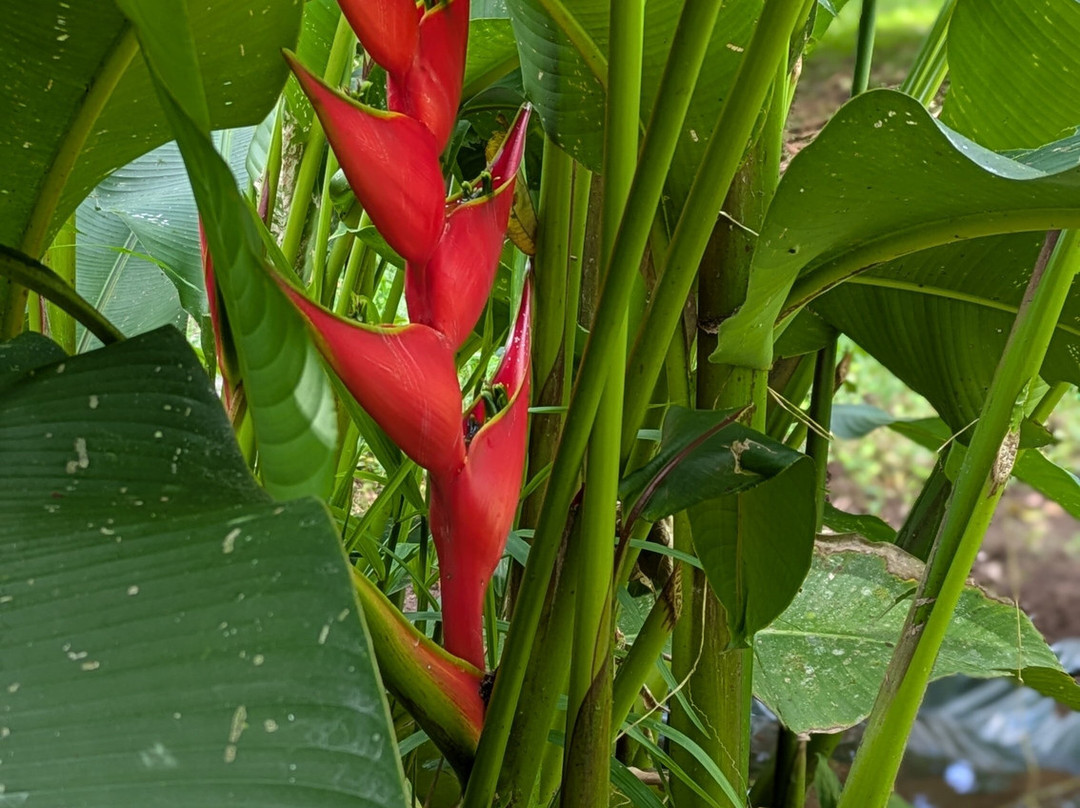 Sloth and Monkey Forest Tour-El Tanque必去景点