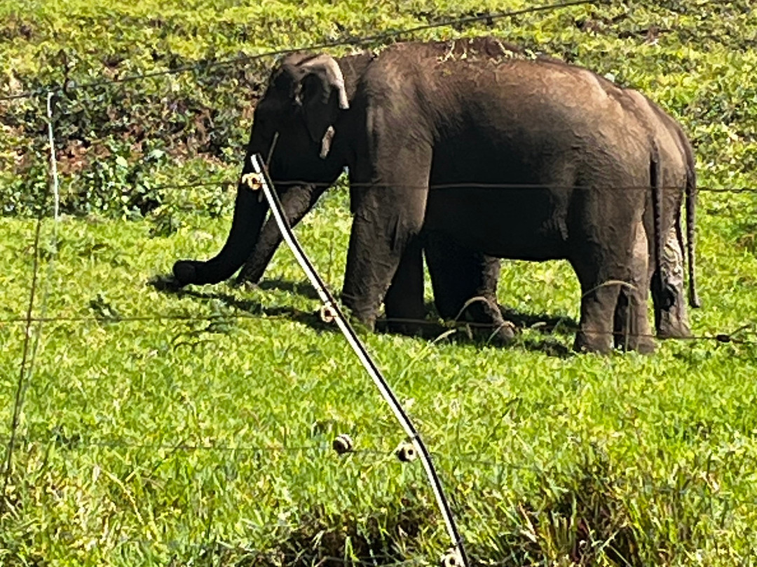 Kochi Taxi 24X7-柯钦必去景点