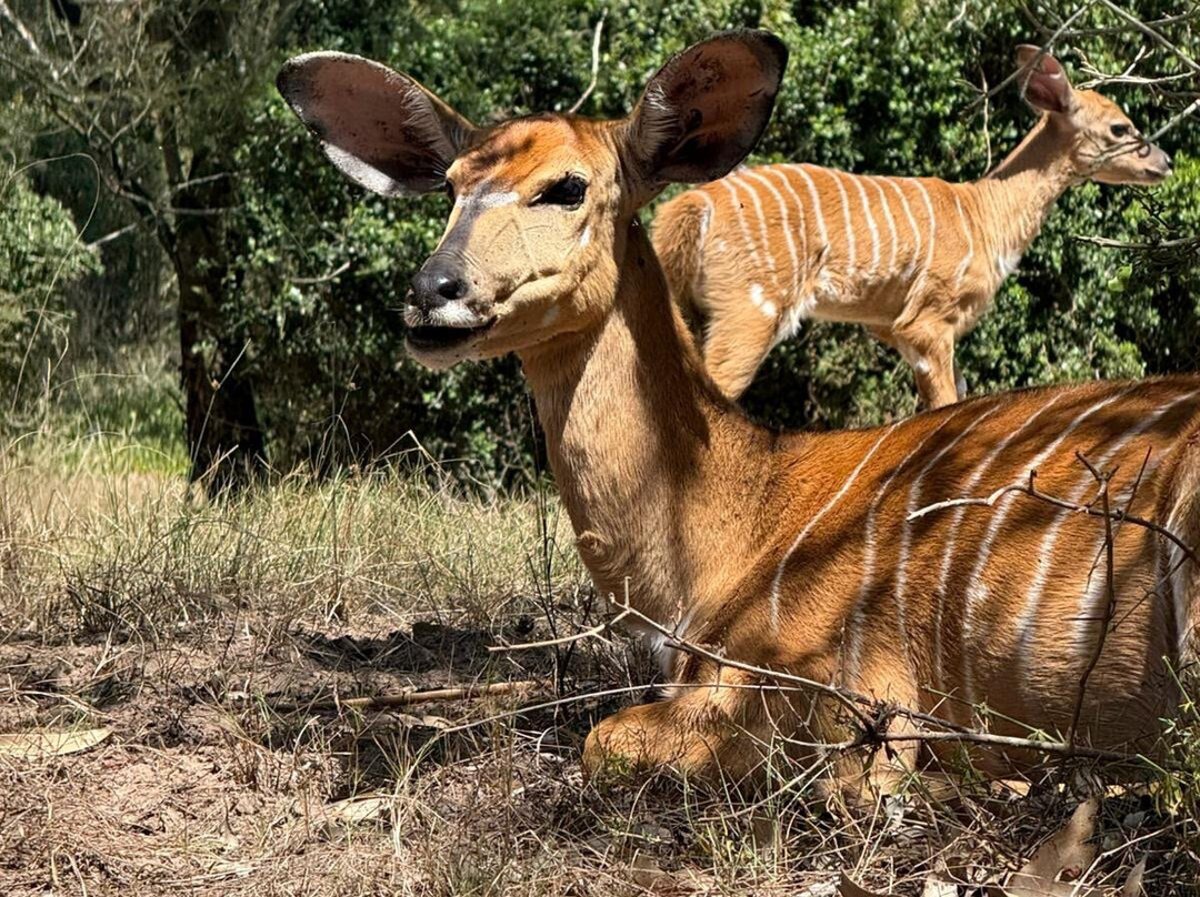 Kragga Kamma Game Park-伊丽莎白港必去景点
