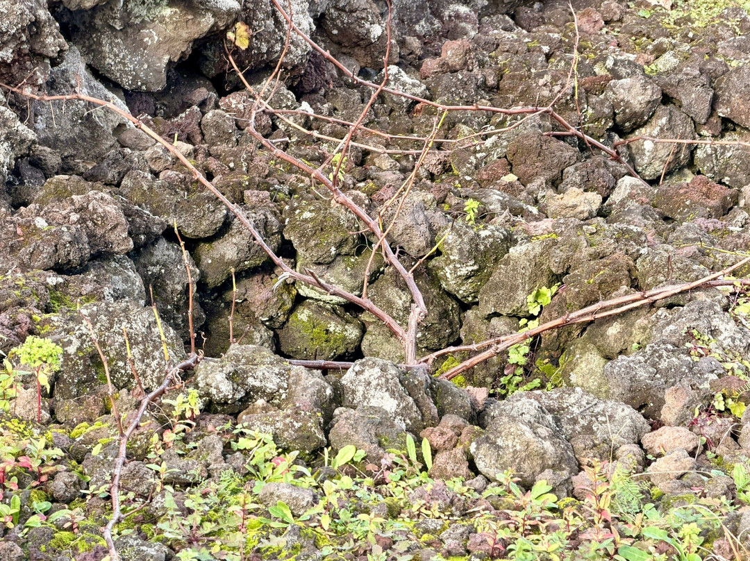 Materramenta - Experiências-Biscoitos必去景点