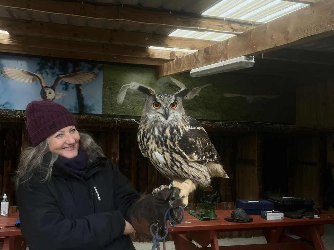 Mayfield Birds of Prey-Kilmacthomas必去景点