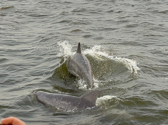 Paradise Dolphin Cruises-Wanchese必去景点