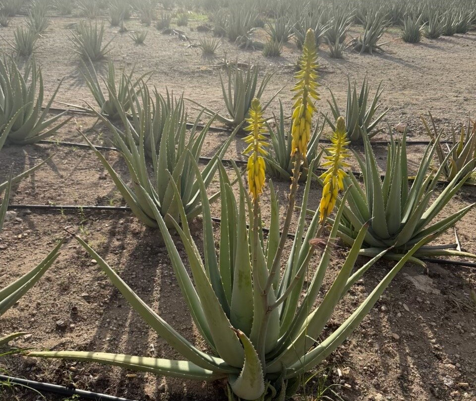 Aruba Aloe Factory, Museum and Store-阿鲁巴岛必去景点