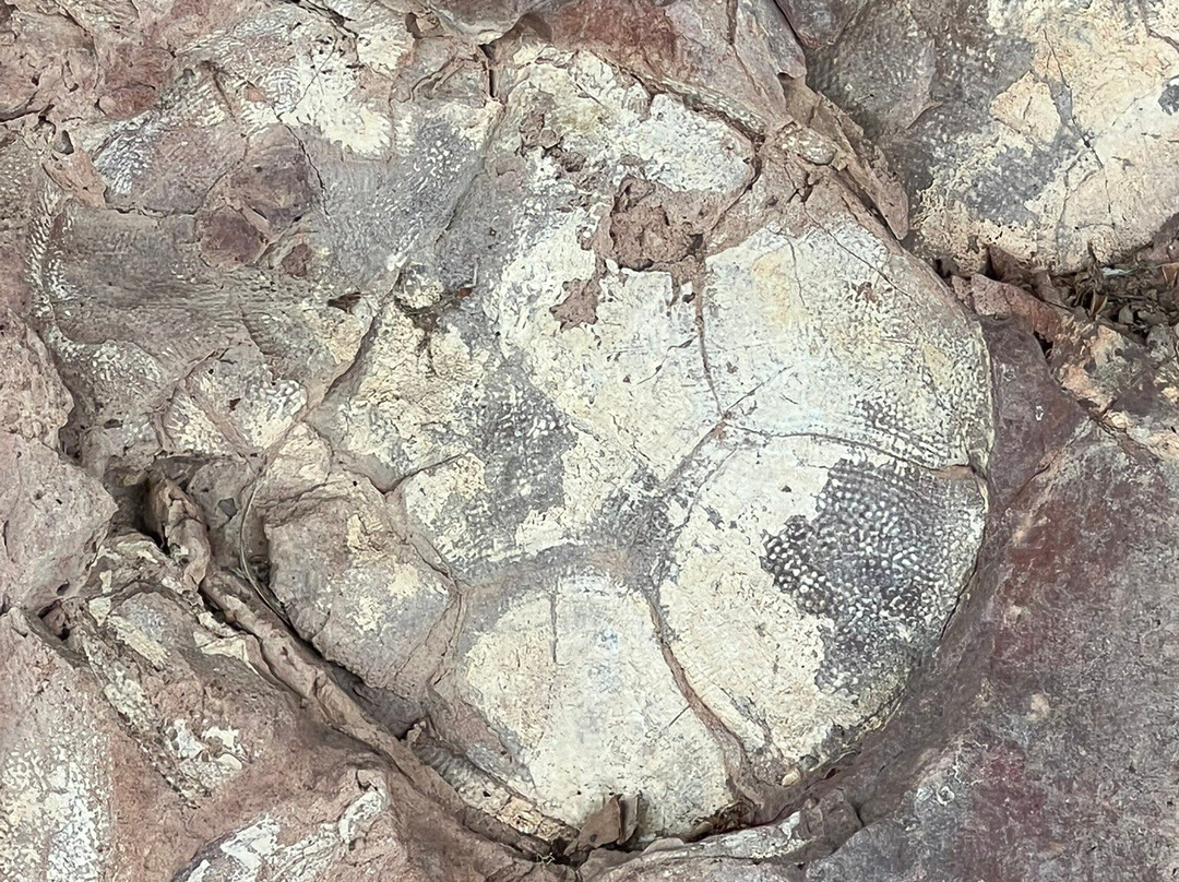 The Age of Fishes Museum-Canowindra必去景点