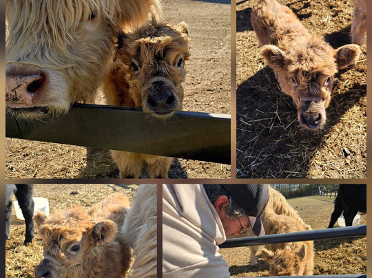 Sweet Valley Ranch-费耶特维尔必去景点