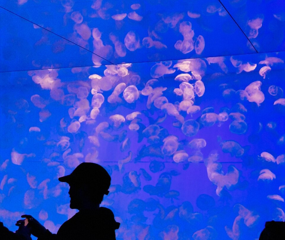 Aqua World Ibaraki Prefectural Oarai Aquarium-大洗町必去景点