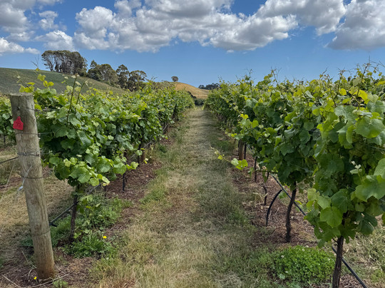 Coastline tours Tasmania-伯尼必去景点