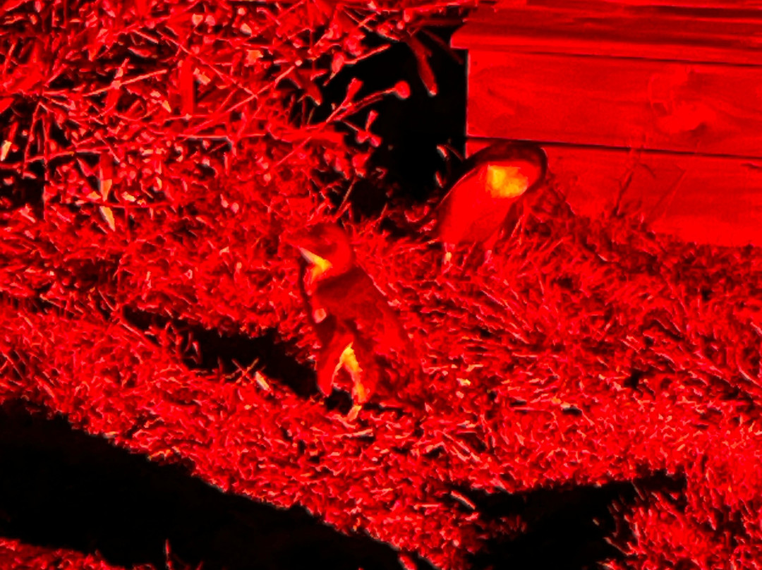 比奇诺观企鹅之旅-比奇诺必去景点