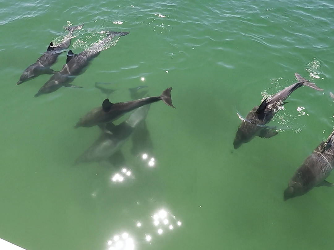 Sunset Charters-哥芬湾必去景点