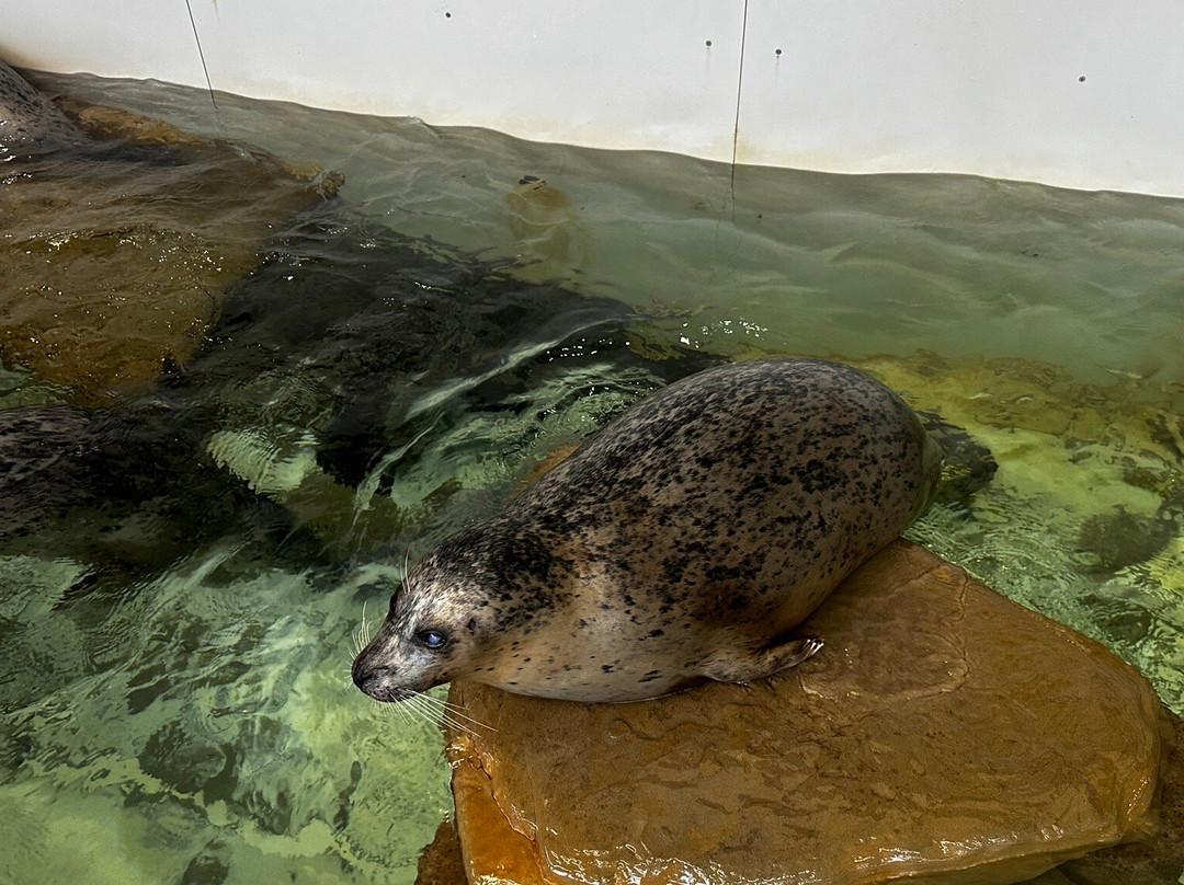 Seaside Aquarium-锡赛德必去景点