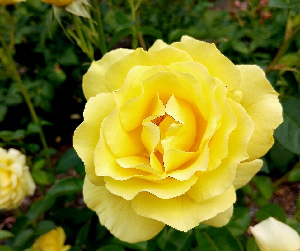 波拉德公园-布伦海姆必去景点