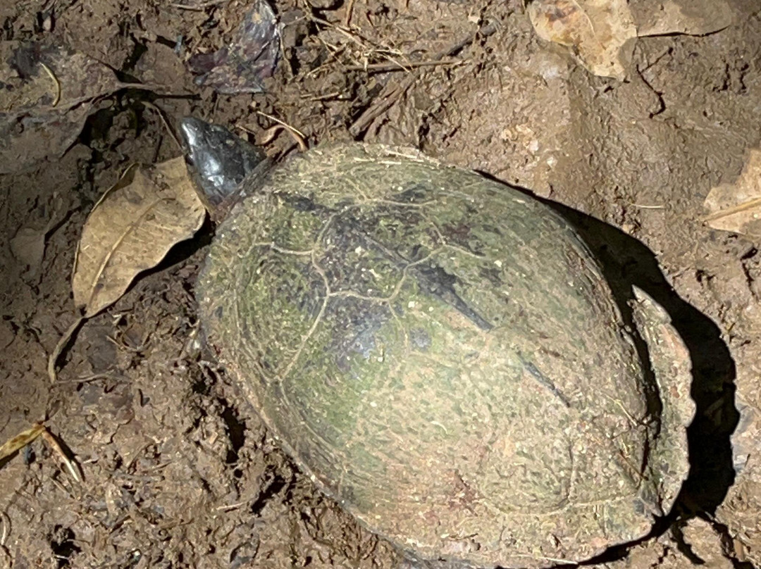 Abel Bustamante - Tour Guide-Manzanillo必去景点