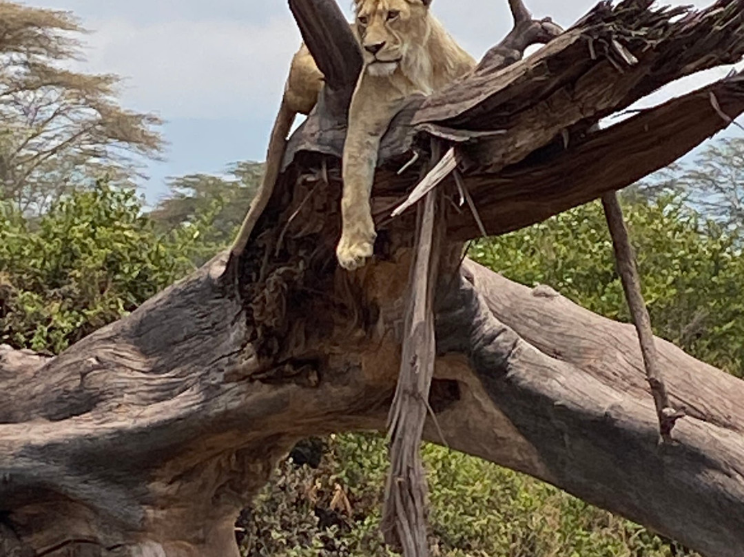 ESA_Safaris-内罗毕必去景点