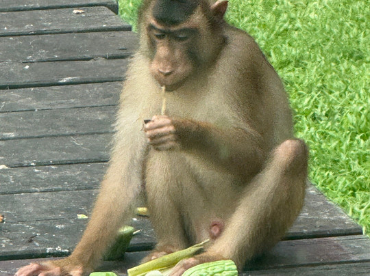Sepilok Orangutan Rehabilitation Centre-山打根必去景点