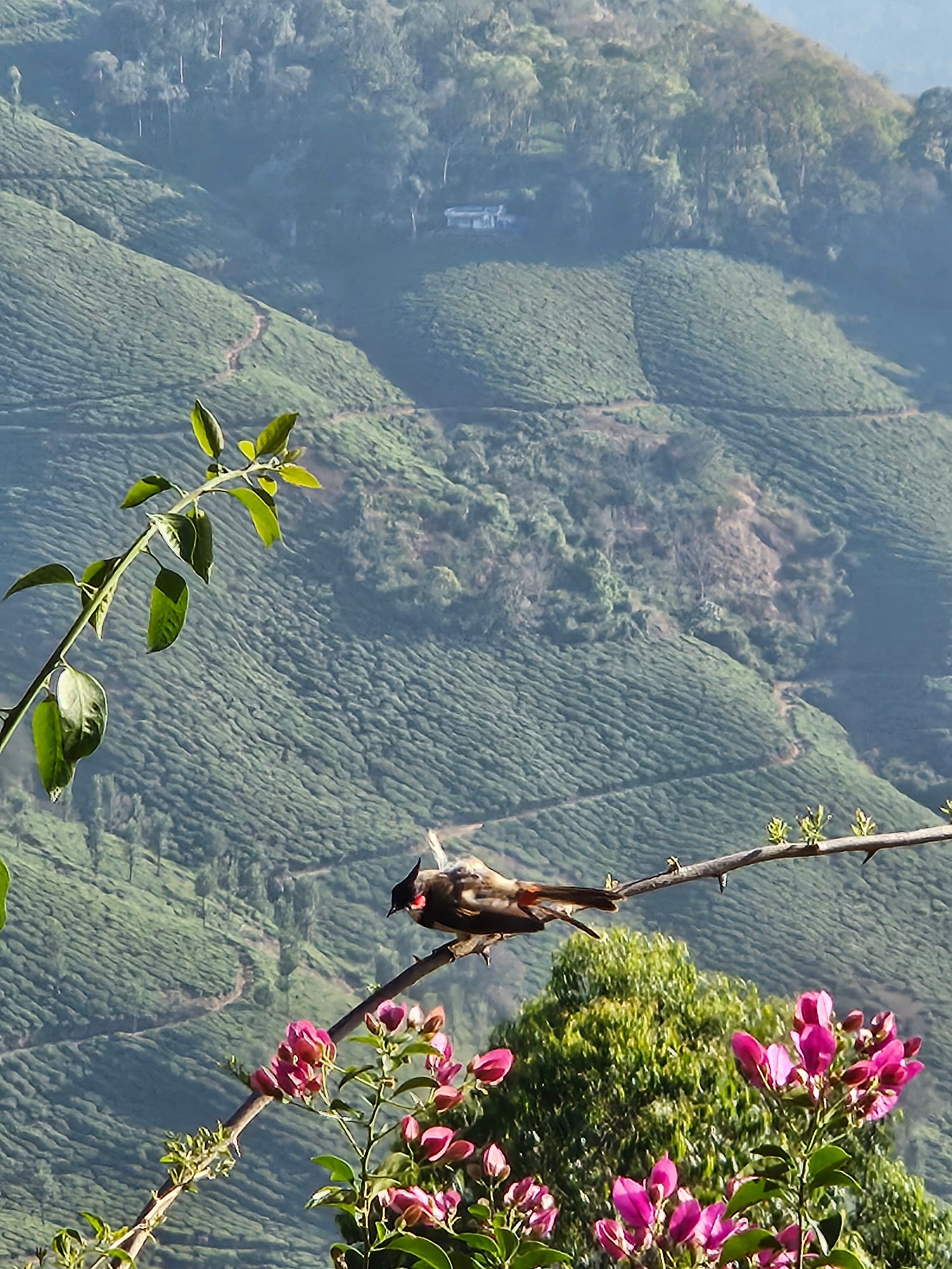 Fragrant Nature Munnar-官方