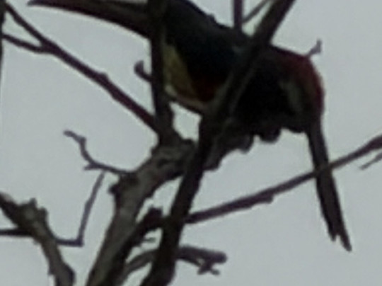 Amazon Prime Ecolodge-玛瑙斯必去景点