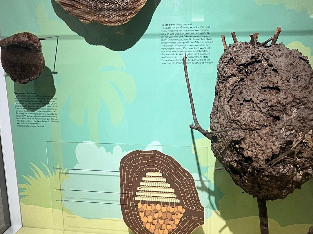 森肯伯格自然历史博物馆-法兰克福必去景点