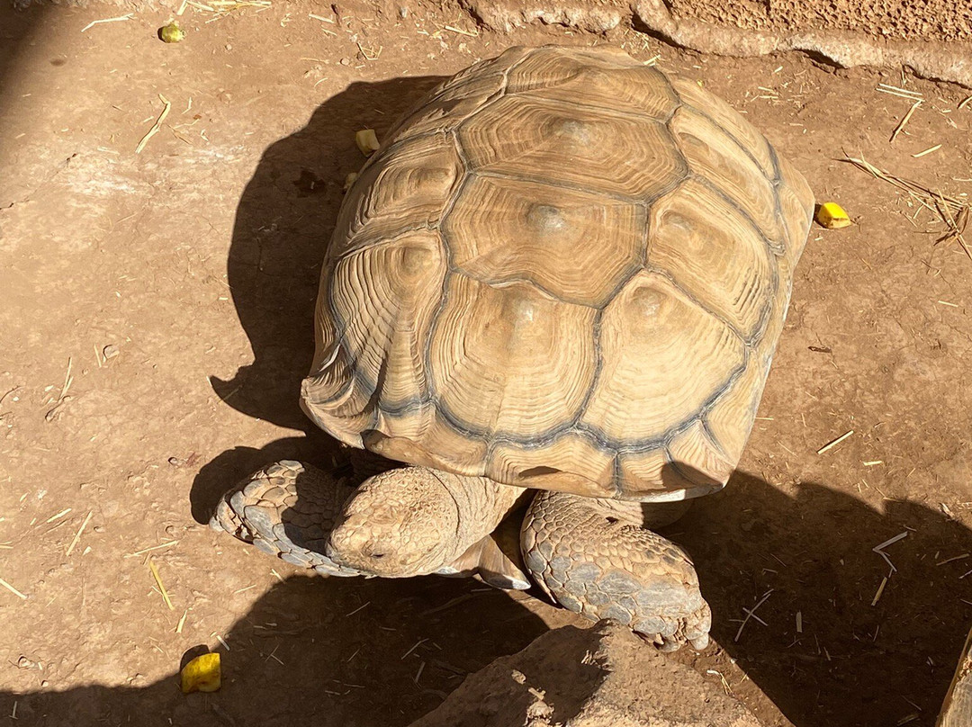 Monkey Park-洛斯克里斯蒂亚诺斯必去景点