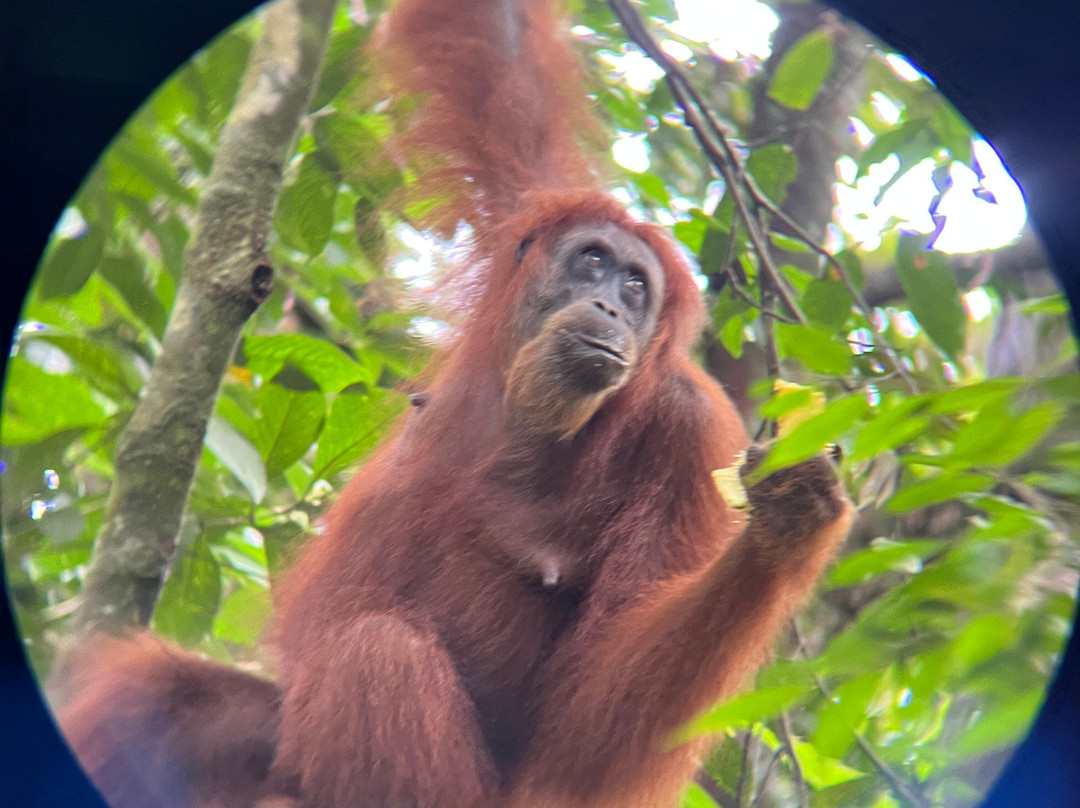 Sumatra Orangutan Explore-武吉拉旺必去景点