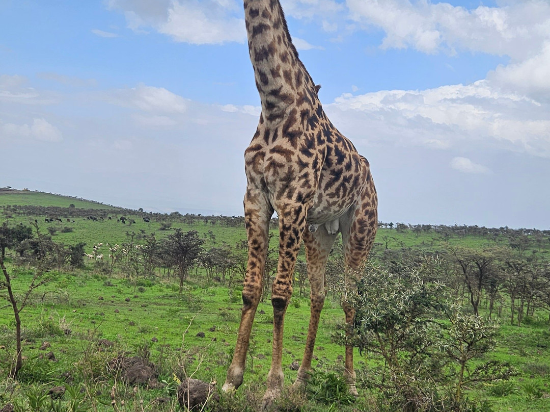 Unlimited Expeditions - The Soul Of Tanzania-阿鲁沙必去景点