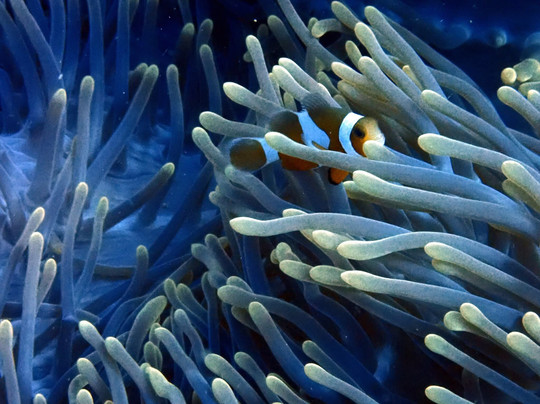 Wetzone Divers-拉克山必去景点