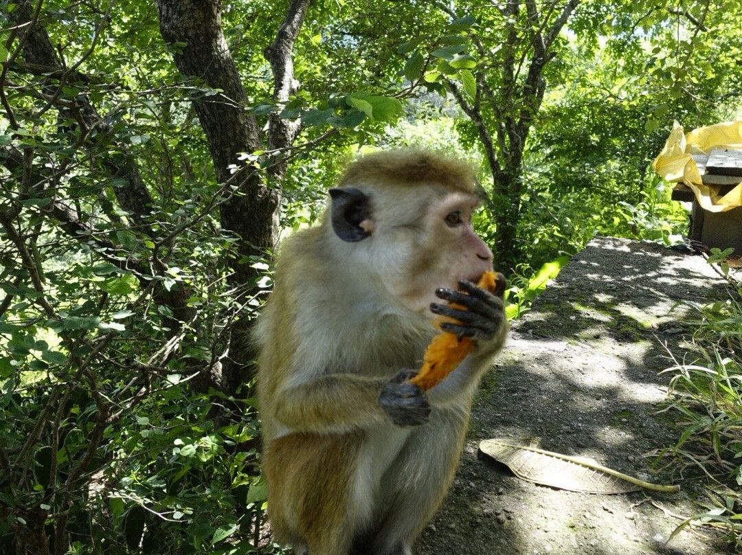 Sri Lanka Brothers Tour-尼甘布必去景点