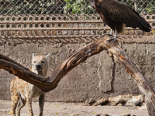 Abuko Nature Reserve-班竹必去景点