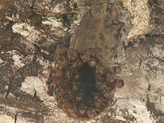 Mayan Bee Sanctuary-San Miguel de Cozumel必去景点