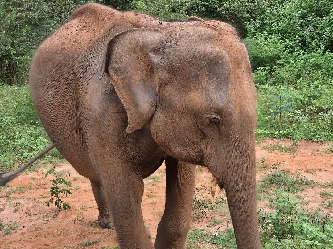 Moi Ceylon Tours-Rajagiriya必去景点
