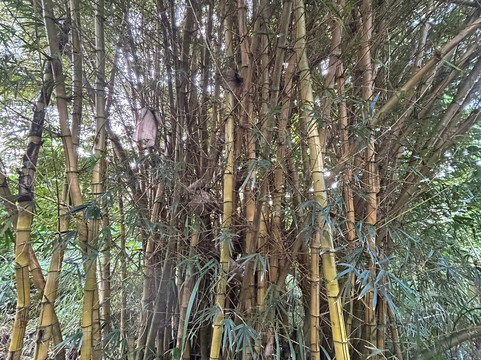 Secret Falls Trail-Wailua必去景点