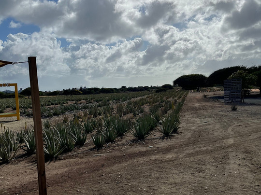 Aruba Aloe Factory, Museum and Store-阿鲁巴岛必去景点