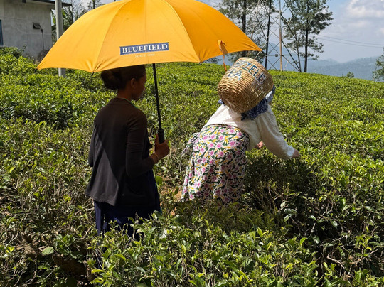 Blue Field Tea Factory-拉马伯达必去景点