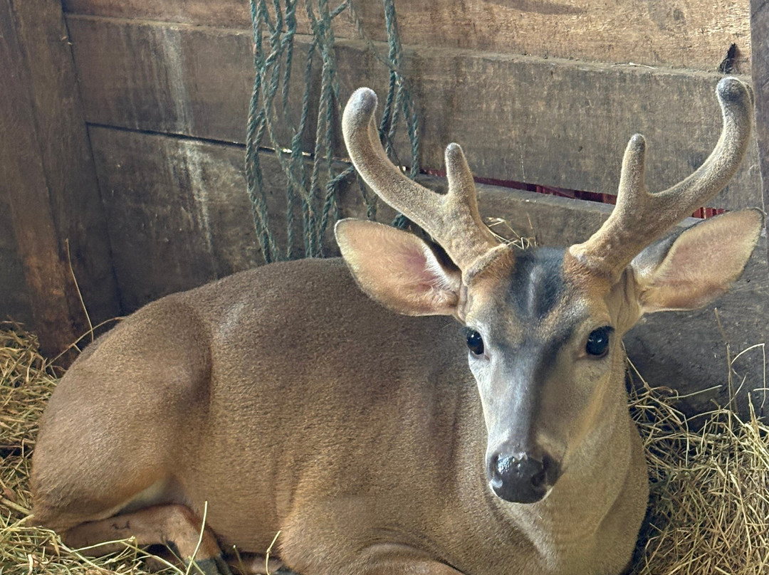 Rancho Nuovo Mundo-Alto Boquete必去景点