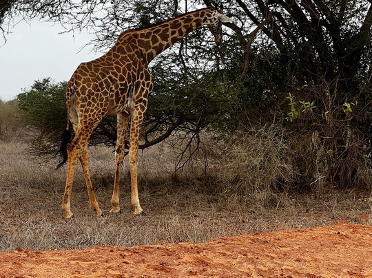 Discovery Kenya con Fragola-瓦塔木必去景点