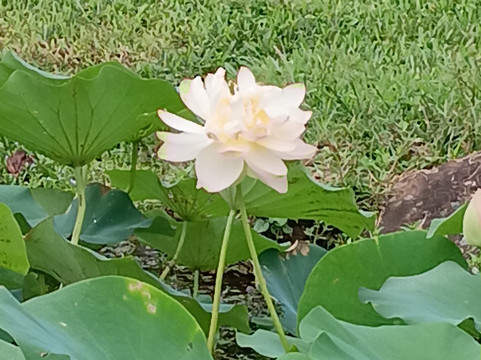 Noosa Valley Golf Club-努沙必去景点