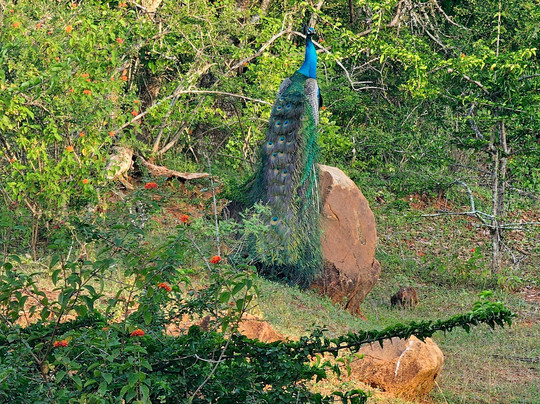 Scenic Ceylon Tours-Polgahawela必去景点