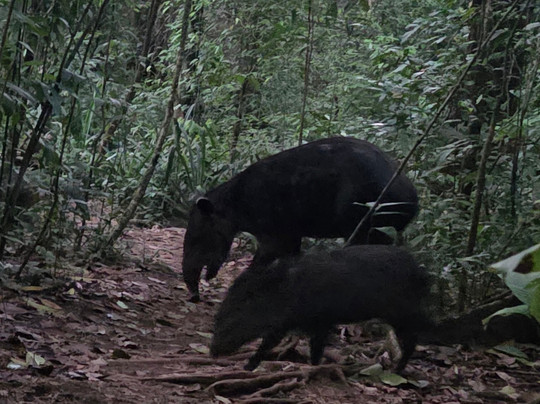 Corcovado Guia Adventures with William Mora-德雷克湾必去景点