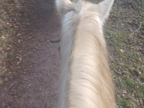 Killarney Riding Stables-基拉尼必去景点