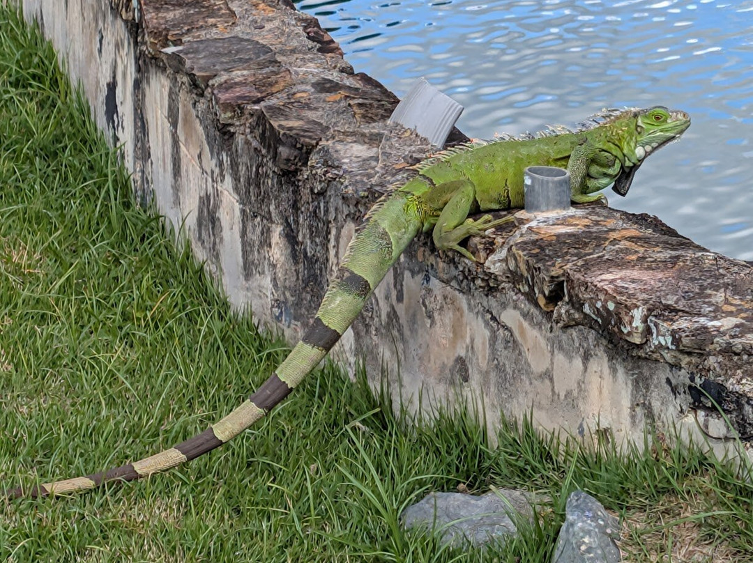 Jardin Botanico y Cultural William Miranda Marin-Caguas必去景点