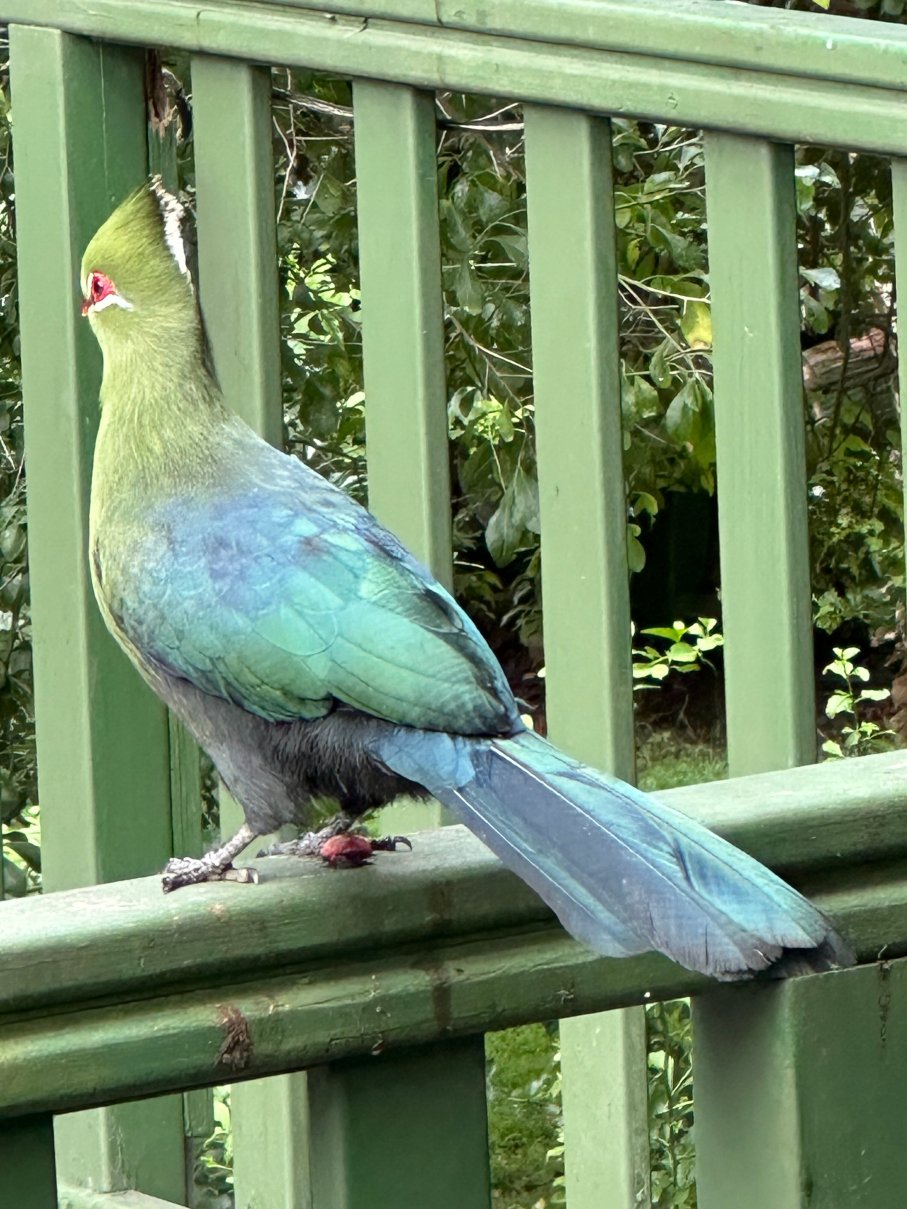 Cinnamon Boutique Guest House-泳池