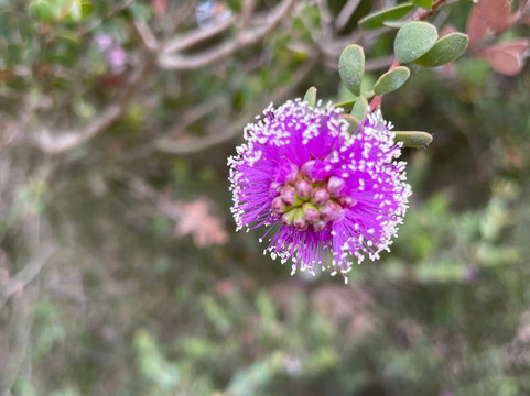 Arthurs Seat State Park-Arthurs Seat必去景点