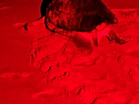 Turtle Watch Rekawa-唐卡拉必去景点