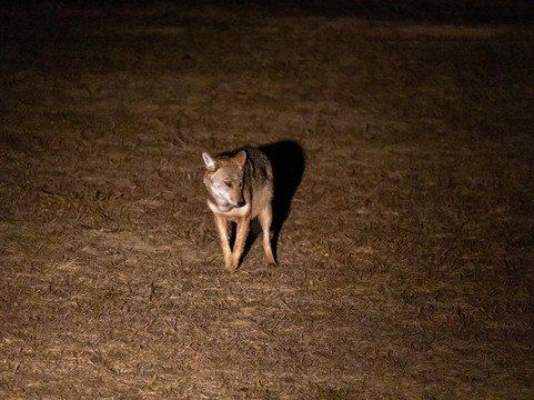 Khaoyai Jungle Tour and Photographer by Guide Jay-北冲县必去景点