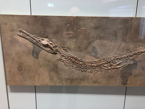 Naturkunde Museum Stuttgart-斯图加特必去景点